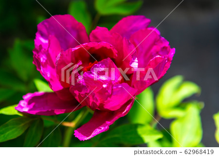 Peony flower, spring flower Peony flower, spring flower 62968419