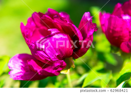 Peony flower, spring flower 62968421