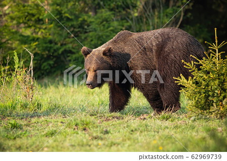 Majestic brown bear walking on a green meadow in springtime 62969739