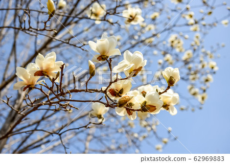 Magnolia, spring flowers 62969883