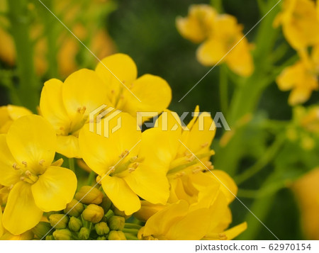 強姦開花 62970154