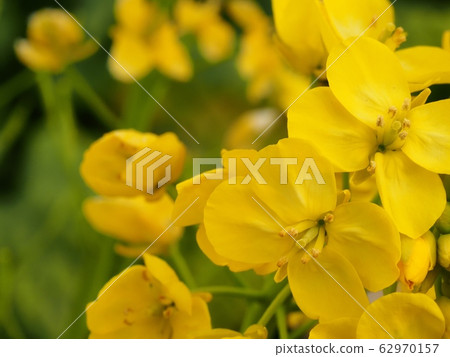 強姦開花 強姦開花 62970157