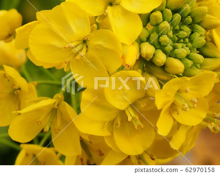 Rape blossoms Rape blossoms 62970158