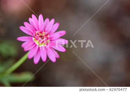 瑪格麗特 菊花 62970477