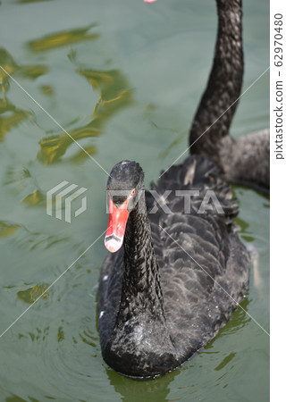 鴨 鴨 62970480