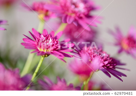 瑪格麗特 菊花 62970481