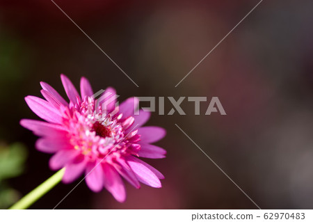 Marguerite chrysanthemum 62970483