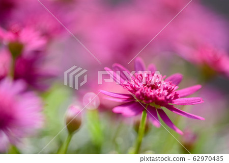 瑪格麗特 菊花 62970485