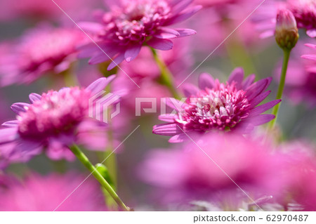 瑪格麗特 菊花 62970487