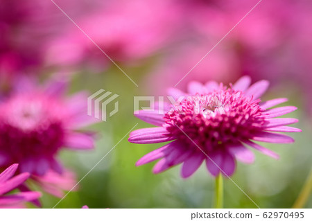 瑪格麗特 菊花 62970495