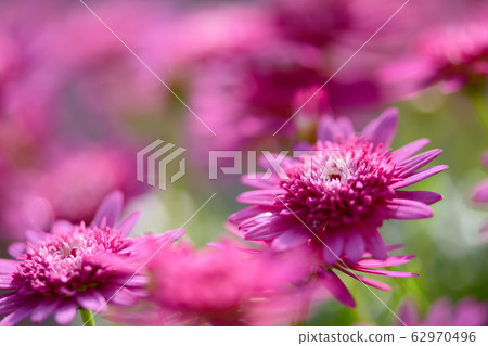 瑪格麗特 菊花 62970496