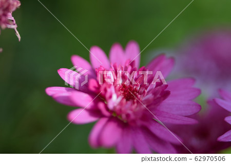 瑪格麗特 菊花 62970506