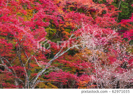 Autumn leaves in Shiga Baekjeji precincts 62971035