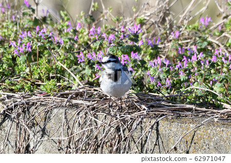 Hakusekirei Hakusekirei 62971047