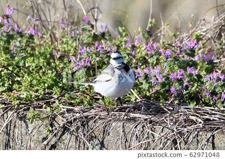 Hakusekirei Hakusekirei 62971048