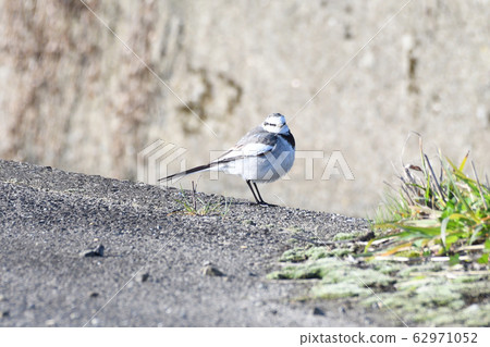 Hakusekirei Hakusekirei 62971052