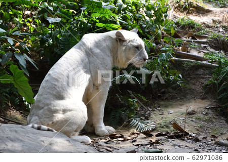 White Lion White Lion 62971086