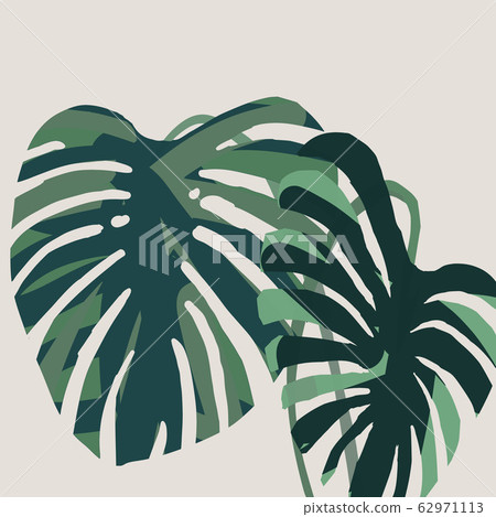 龜背竹葉龜背竹材料 62971113