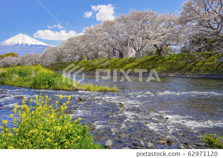 Cherry blossoms Mt. Fuji [Fuji City Ryujin Kin] 62971120