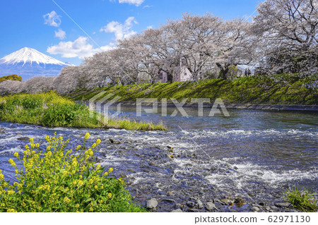 Cherry blossoms Mt. Fuji [Fuji City Ryujin Kin] 62971130