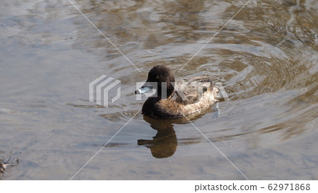 Waterside creature Waterside creature 62971868