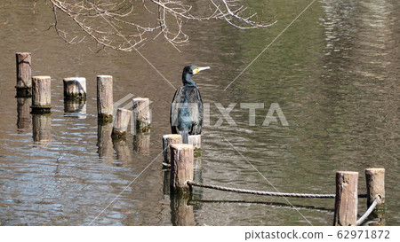 Waterside creature Waterside creature 62971872