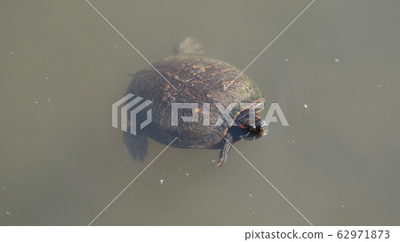 Waterside creature Waterside creature 62971873