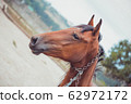 Portrait of nice brown horse 62972172