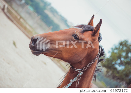 Portrait of nice brown horse Portrait of nice brown horse 62972172