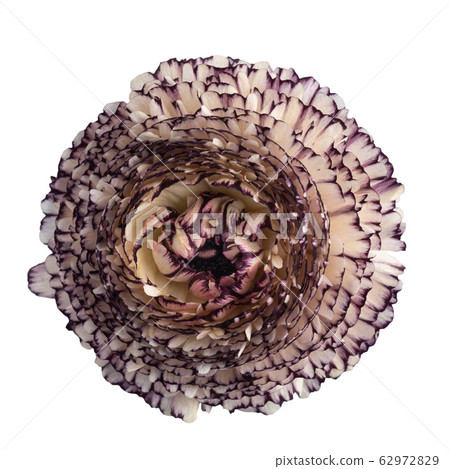 Ranunculus blossom on white Ranunculus blossom on white 62972829