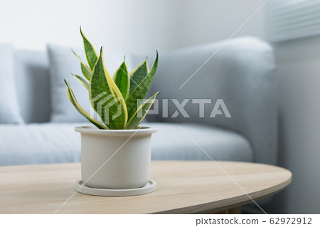 Sansevieria trifasciata Prain in gray ceramic pot. 62972912