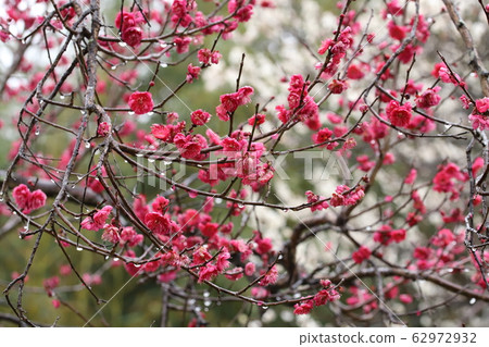 Rain plum forest 62972932