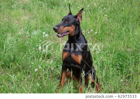 Doberman pinscher is sitting on a green meadow. 62973533