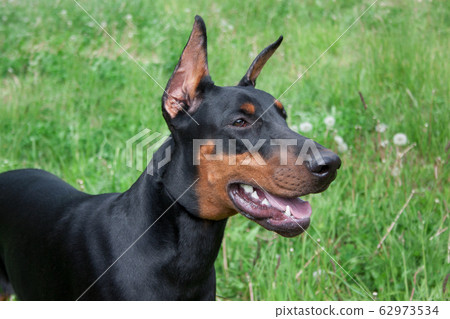 can a doberman pinscher live in brunei