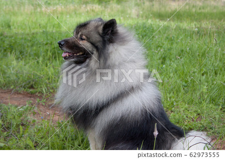 Deutscher wolfspitz is sitting on a green grass. Deutscher wolfspitz is sitting on a green grass. 62973555