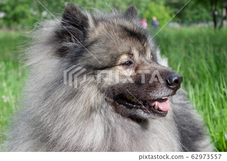 Deutscher wolfspitz close up. Keeshond. Deutscher wolfspitz close up. Keeshond. 62973557