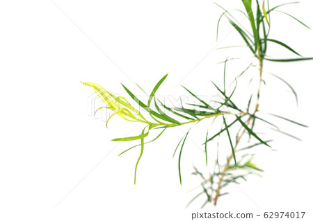 Medical tree Medical tree 62974017
