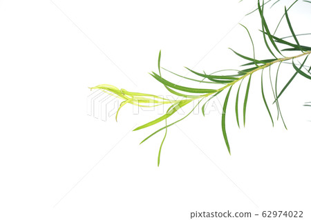 Medical tree Medical tree 62974022