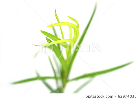 Medical tree Medical tree 62974033