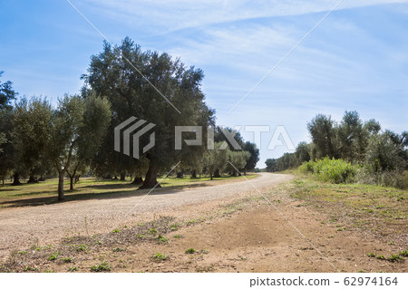 olive grove and country road, Puglia, Italy 62974164