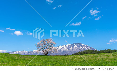  小岩井農場的一朵櫻花Shi石町岩手山東北觀光名勝名勝經典觀光旅行 62974492