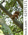 Red squirrel on a tree looks around 62975171