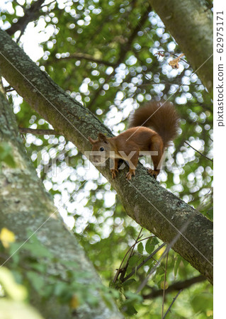 Red squirrel on a tree looks around Red squirrel on a tree looks around 62975171