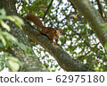 Red squirrel on a tree looks around 62975180