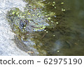 Green toad in the water is looking at me 62975190