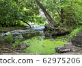 Mountain river among the old green forest 62975206