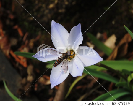 Flourfly Ipheion uniflorum and Syrphinae 62975939