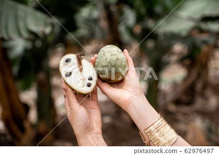 Holding Annona Cherimoya exotic fruit 62976497