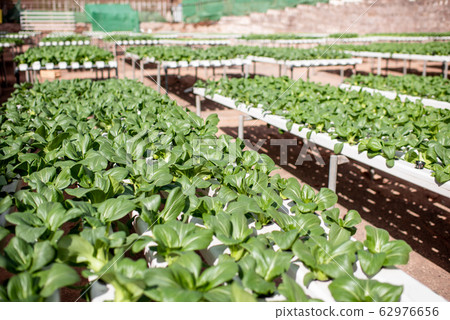 Salad growing on hydroponic outdoors 62976656