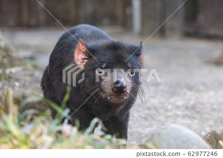 塔斯馬尼亞惡魔多摩動物園 62977246